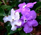 Brunfelsia Calycina
